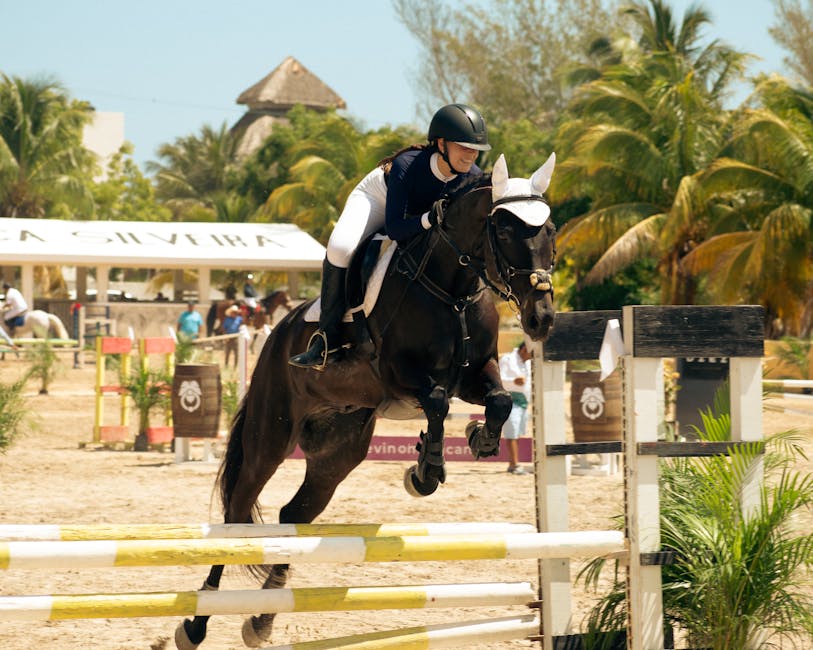 Sattel Pferd 💡: Alles, was Sie wissen müssen